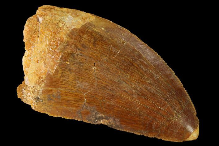 Serrated, Carcharodontosaurus Tooth - Real Dinosaur Tooth #169686